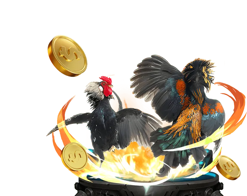 Gà nòi với vóc dáng lớn, thể hiện sức mạnh