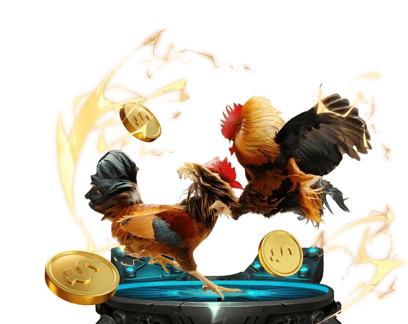 Gà chọi SV388 với bộ lông và mào đỏ rực